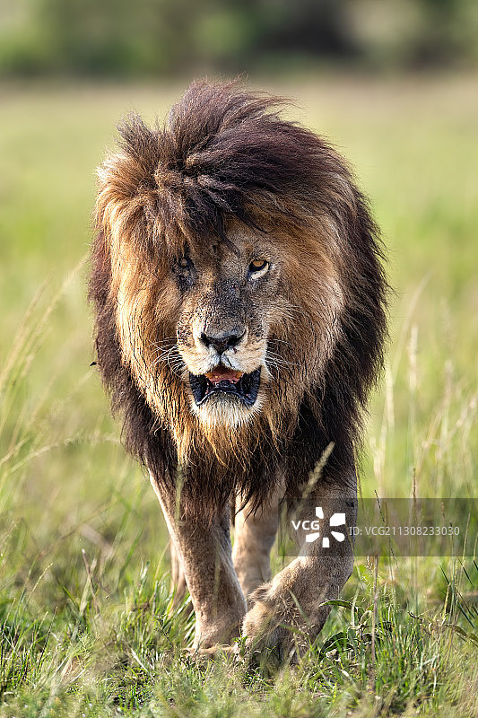 狮子站在田野上的肖像，马赛马拉国家保护区，肯尼亚图片素材