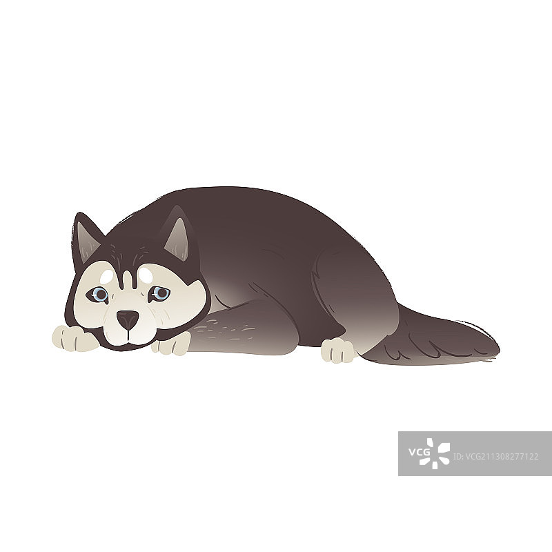 平躺的阿拉斯加雪橇犬或西伯利亚哈士奇犬图片素材