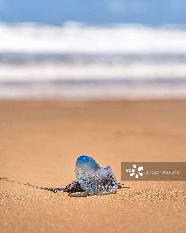 美国德克萨斯州南帕德雷岛沙滩上的贝壳的特写图片素材