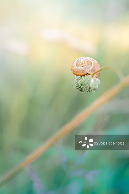 波兰植物上的蜗牛特写图片素材