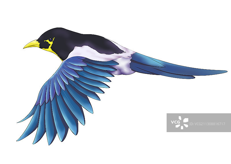 卡通蓝色飞翔的喜鹊插画图片素材