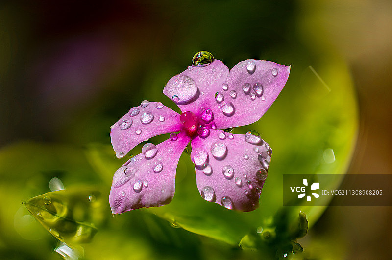 印度magarpata的湿粉色花的特写图片素材