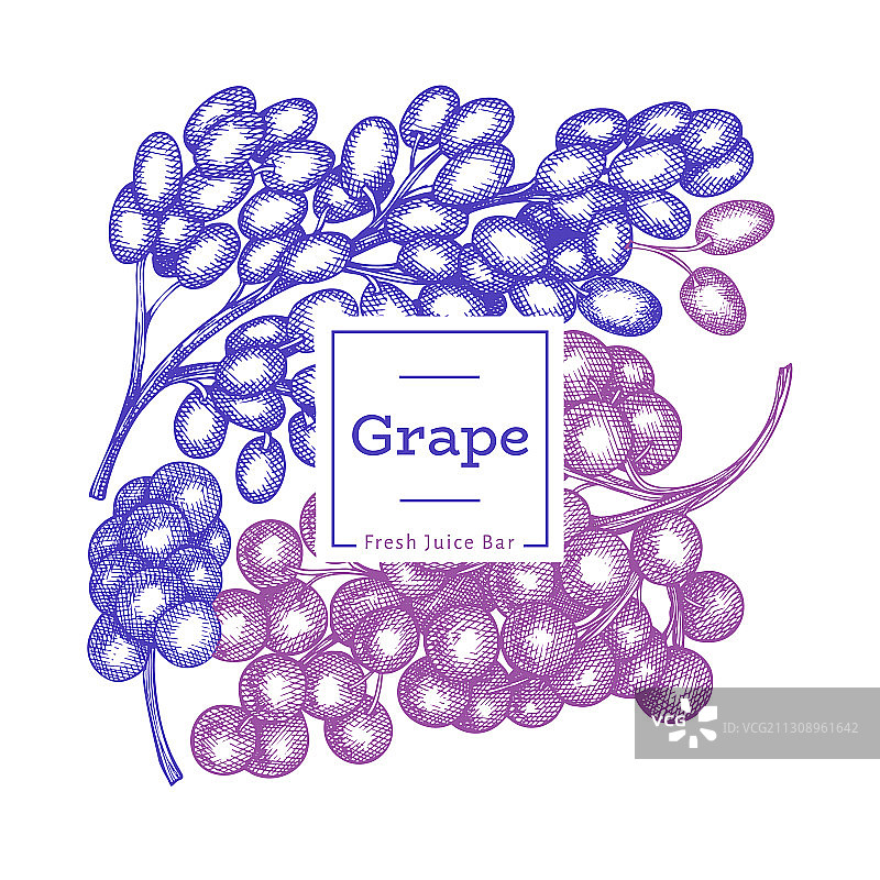 葡萄图案模板手绘葡萄浆果图片素材