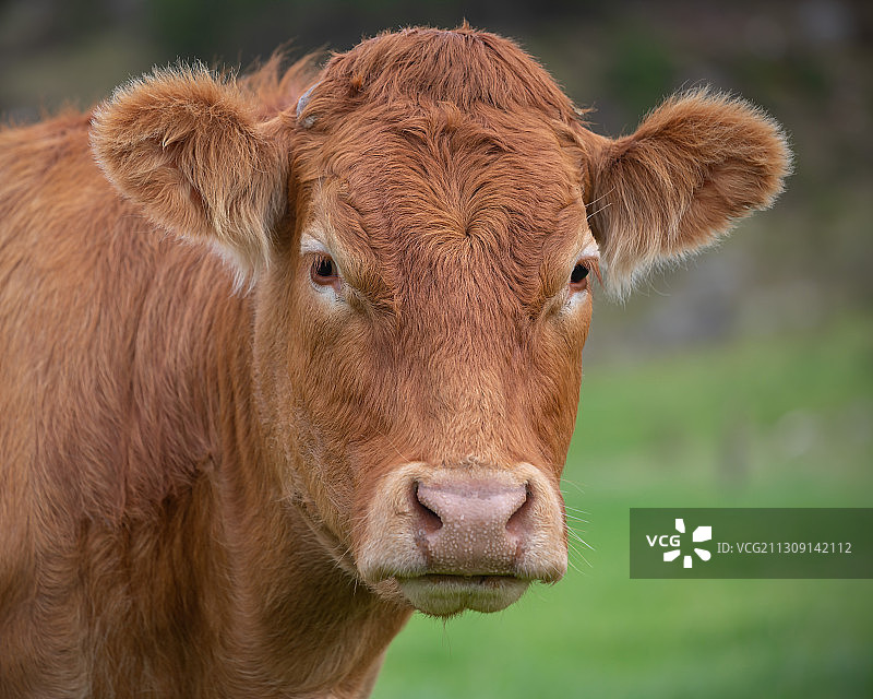 奶牛站在田野上的肖像，Drumintee路，英国，英国图片素材
