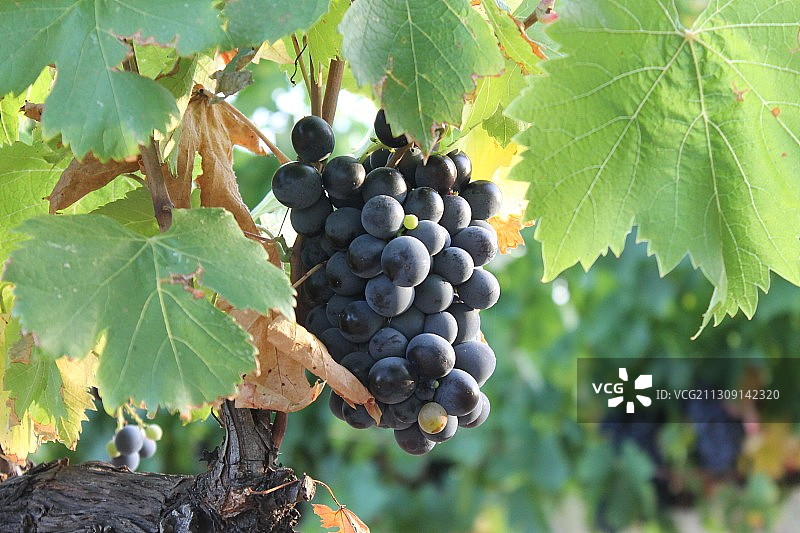 葡萄生长在葡萄园的特写，法国图片素材