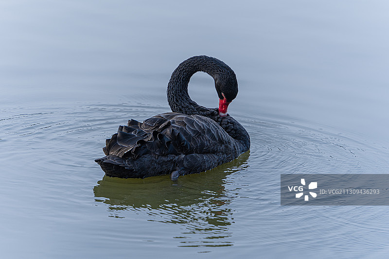 武汉动物园里一只戏水的黑天鹅 (2)图片素材