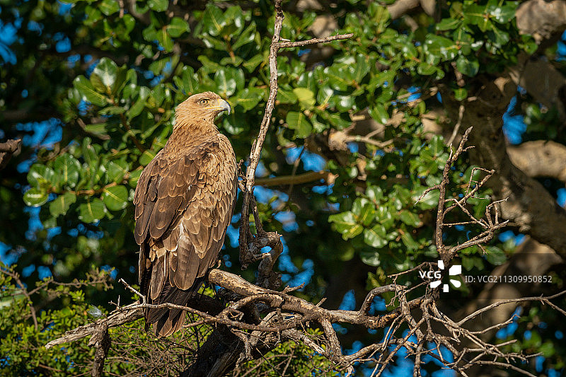 鸟瞰栖息在树上的猫头鹰，塞伦盖蒂国家公园Seronera飞机跑道，坦桑尼亚图片素材