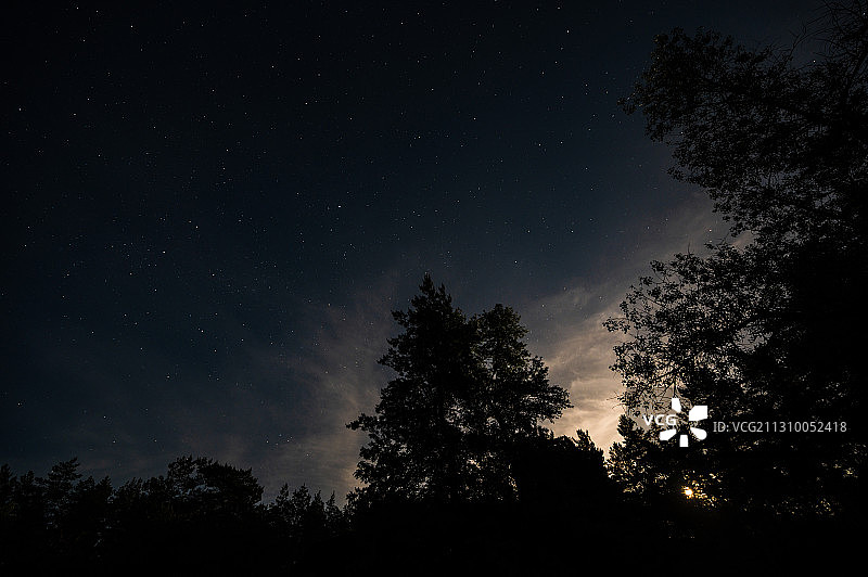 低角度的剪影的树木对天空在晚上，乌克兰图片素材