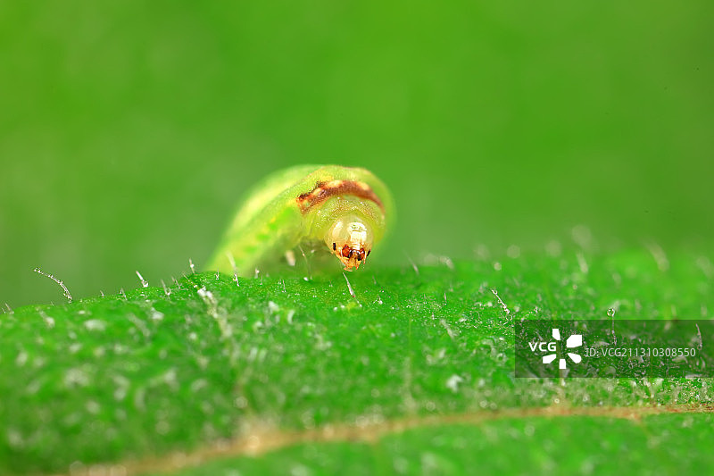 白眉刺蛾幼虫图片素材