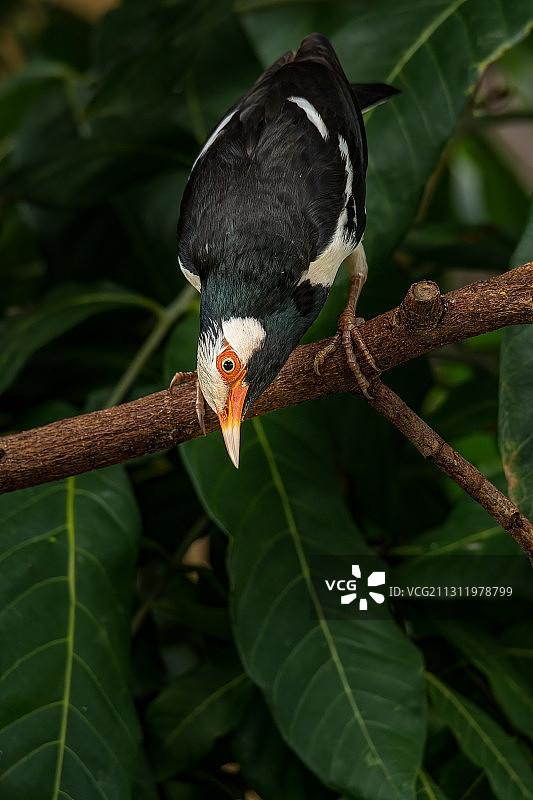 特写热带鸟类栖息在树枝上，清迈，泰国图片素材