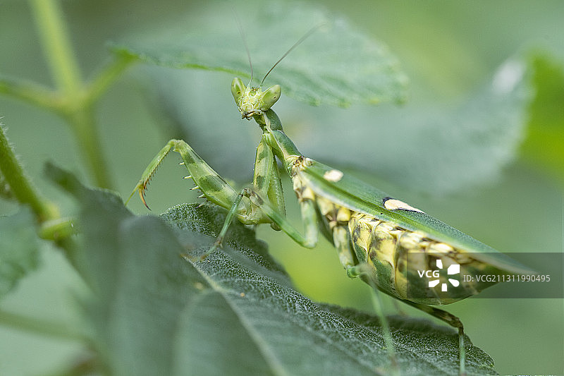印度马哈拉施特拉邦奥兰加巴德市，叶子上的螳螂特写图片素材