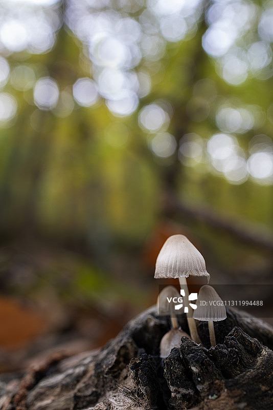 西班牙田野上蘑菇生长的特写图片素材