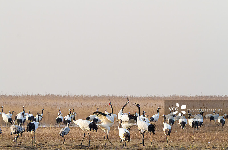 江苏盐城湿地的丹顶鹤图片素材