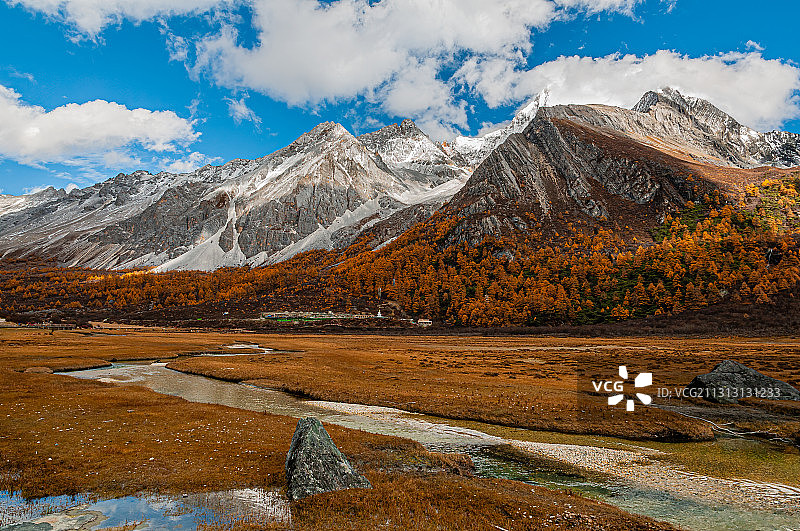 秋天的稻城亚丁雪山洛绒牛场金色草甸湿地图片素材