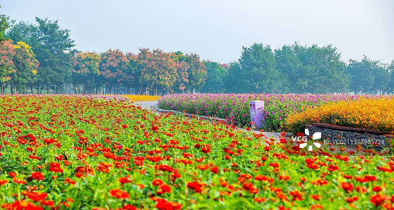 江苏省宿迁市三台山森林公园，坐拥江苏最大的一片花海，四季调色图片素材