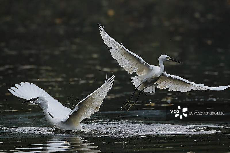 白鹭东南飞 flying heron图片素材