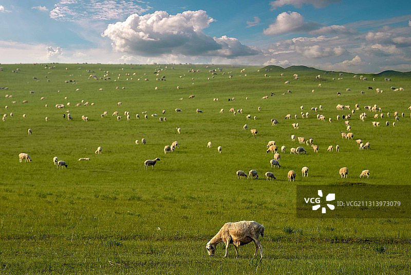 高原牧羊图片素材