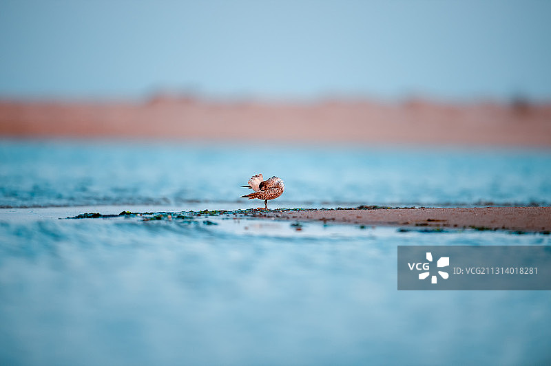 一只鹬鸟在浅滩上梳理羽毛图片素材