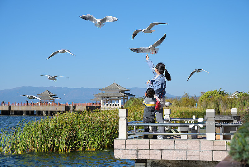 云南玉溪抚仙湖边喂食红嘴鸥的游客图片素材