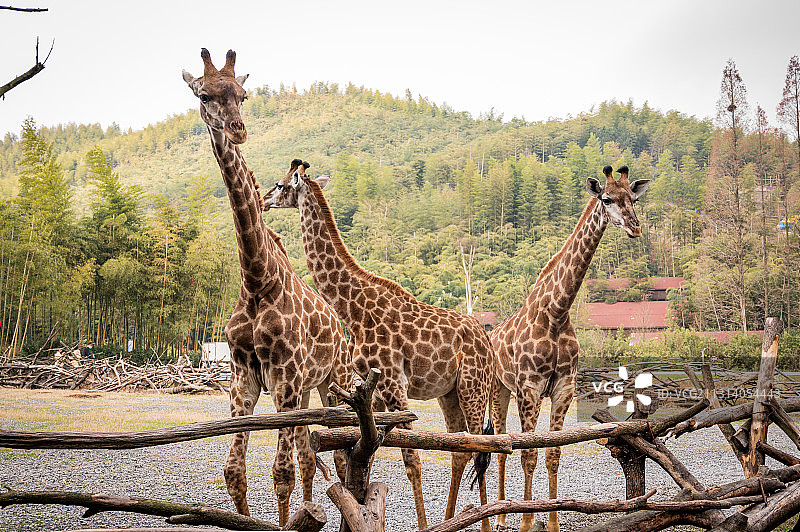 动物园中的长颈鹿在看向游客图片素材