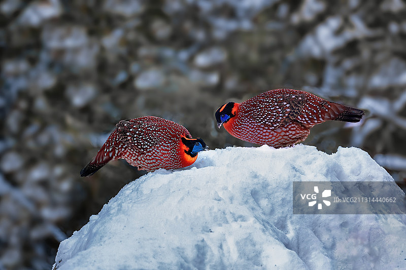 世界自然遗产重庆金佛山，野生动物雪中觅食萌态十足图片素材
