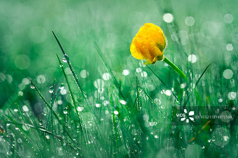 晨露中美丽的黄色雏菊图片素材