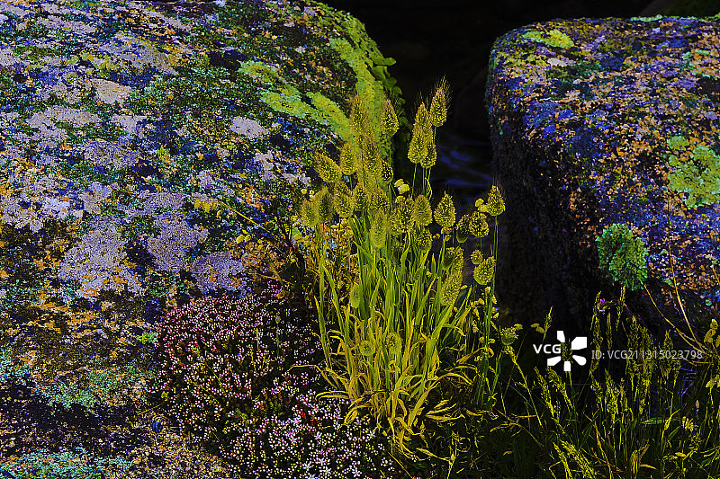 彩色植物和岩石的特写，Chemin de la Pointe，法国图片素材