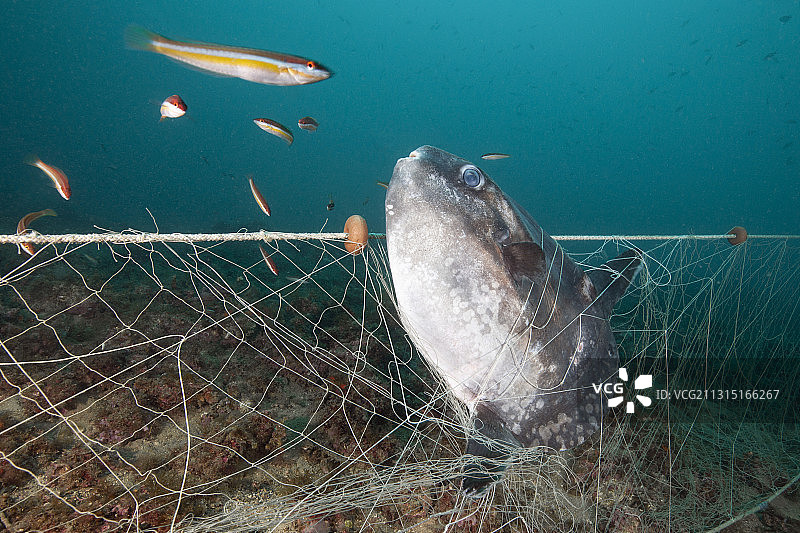 翻车鱼困在丢失的渔网，翻车鱼，地中海，克鲁斯角，科斯塔布拉瓦，西班牙图片素材