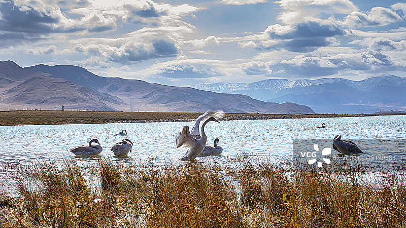 赛里木湖秋天天鹅候鸟图片素材