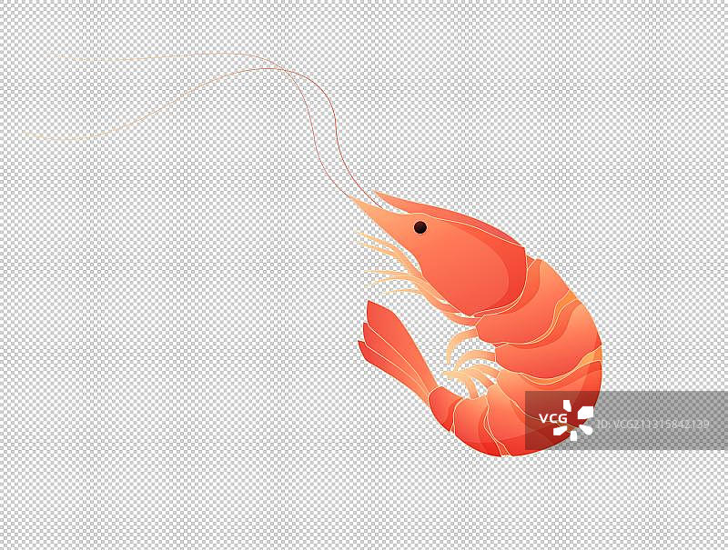 一只虾插画图片素材