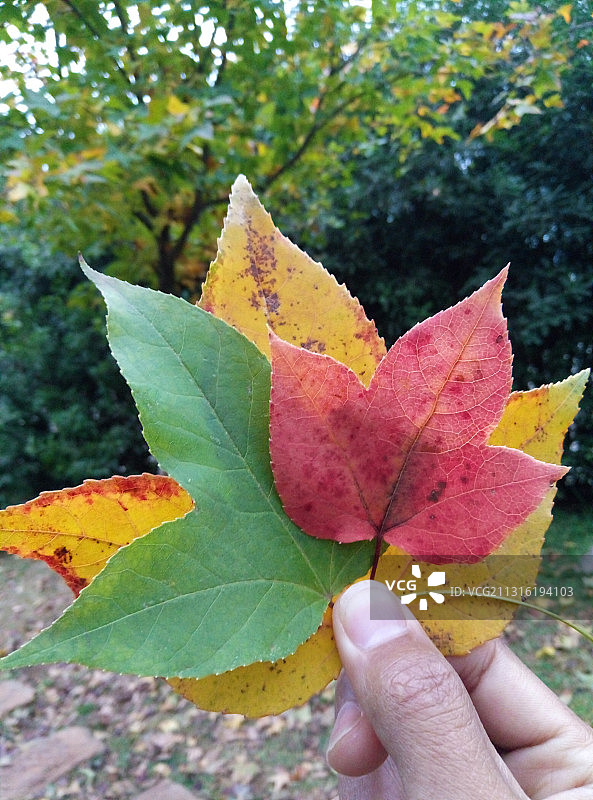 手里捏着秋天的彩色叶子图片素材