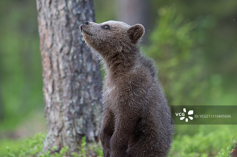 在芬兰Ruhtinansalmi pititiaarantie站在树旁的灰熊幼崽的特写图片素材