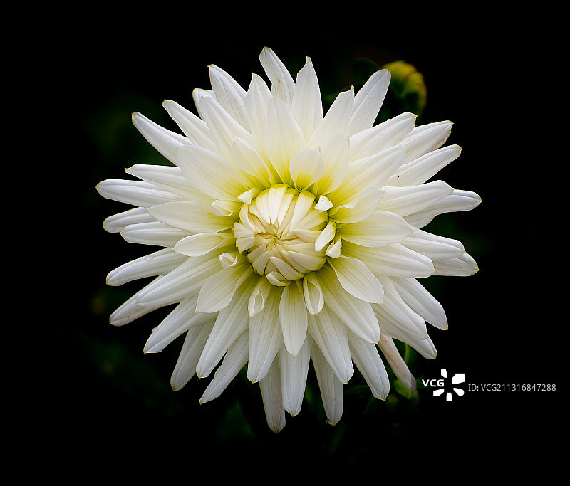 白色雏菊花对黑色背景的特写，Forfar DD RJ，英国，英国图片素材
