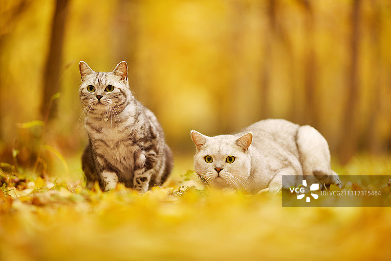 银杏林中的两只猫图片素材