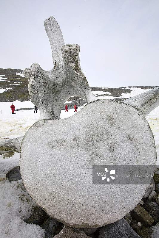南极半岛上的曲线维尔岛，有一条鲸脊椎骨。图片素材
