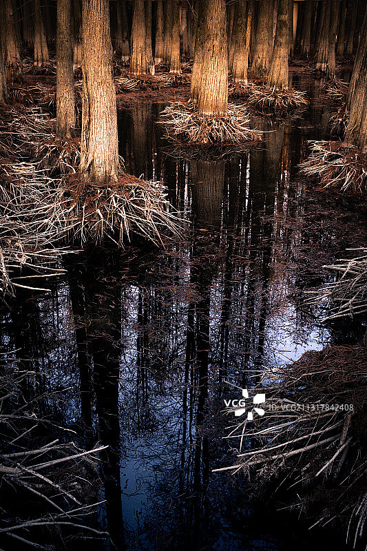 林中水潭的倒影4图片素材