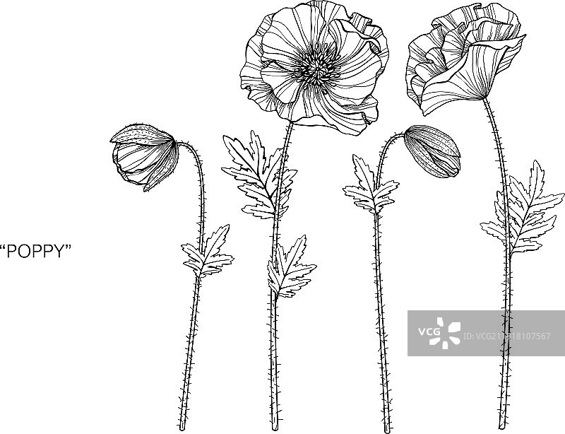 罂粟花和罂粟叶手绘植物图片素材