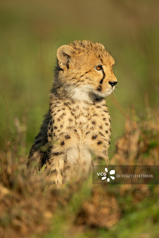 肯尼亚埃塞特，小猎豹坐在大草原上，面朝右边图片素材