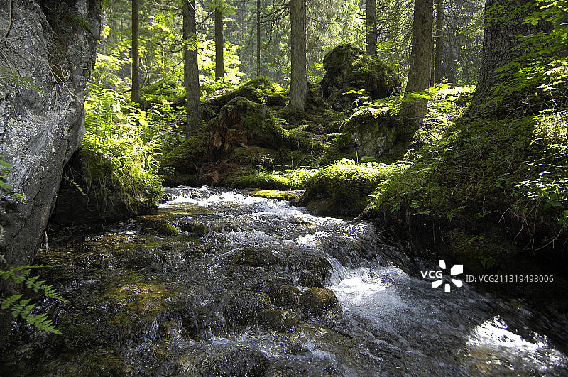 欧洲，意大利，Vinschgau，南蒂罗尔，上阿迪杰，树木和苔藓之间的溪流图片素材