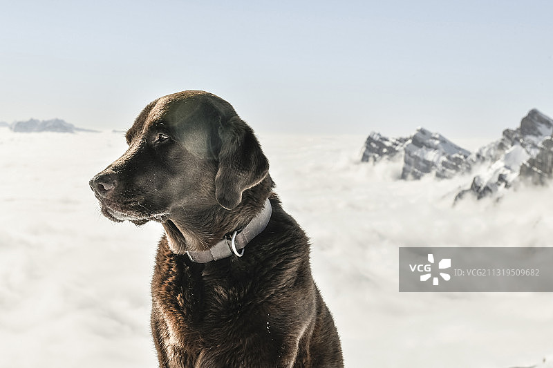 一只棕色的拉布拉多犬站在吉尔菲尔斯特的雪山前，雾气弥漫。瑞士图片素材