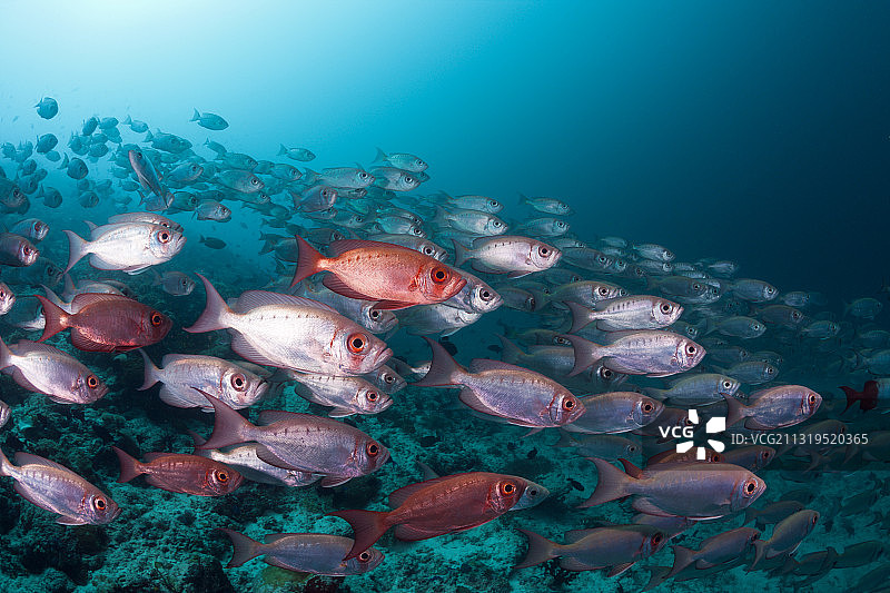 大眼礁浅滩，Priacanthus hamrur，阿里环礁，印度洋，马尔代夫图片素材