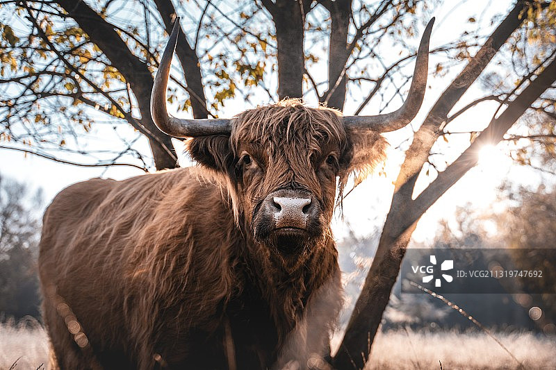 荷兰塞林根高地牛站在田野上的照片图片素材