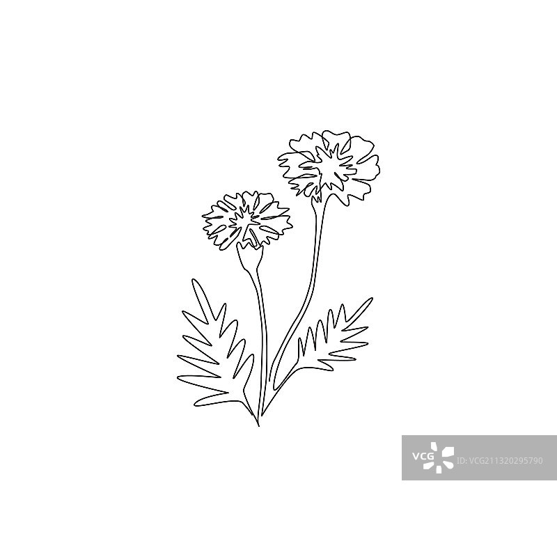 单线画美丽新鲜的万寿菊图片素材