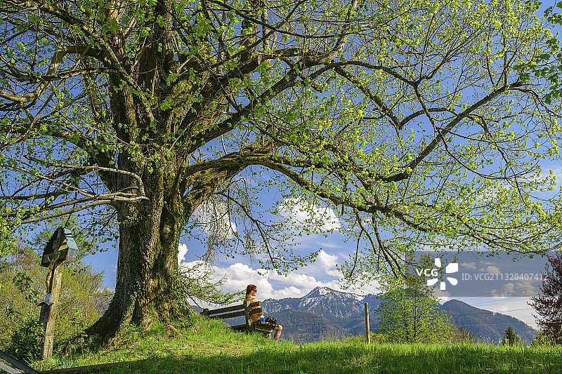 德国巴伐利亚州，上巴伐利亚州，Chiemsee自行车道，坐在长凳和椴树上的女人骑自行车图片素材