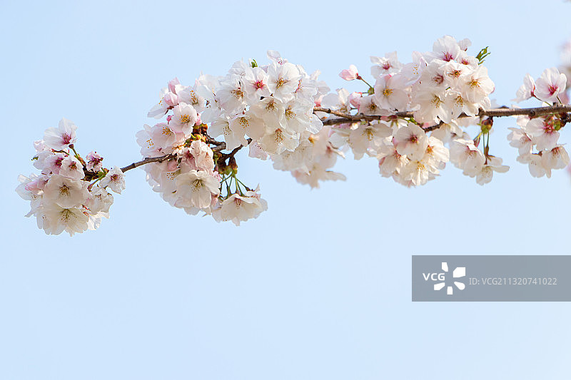阳光下的白色樱花图片素材