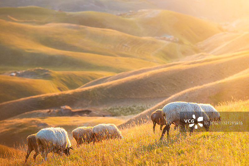 新疆那拉提大草原日落羊群风景图片素材