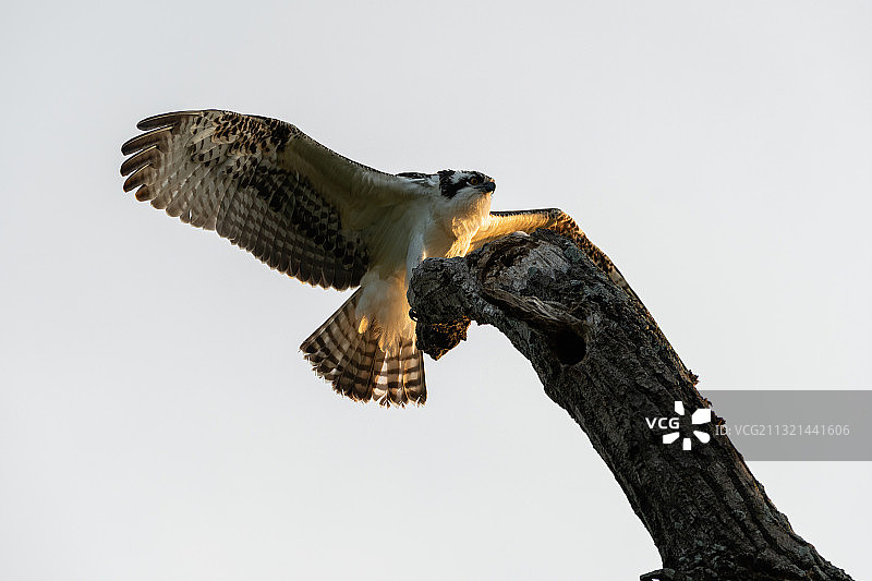 低角度的鹰的猎物在晴朗的天空下飞行，刘易斯维尔，德克萨斯，美国，美国图片素材