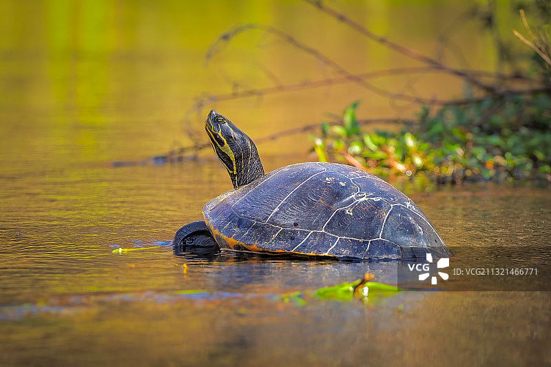 湖中乌龟的特写，ichetuc膝泉州立公园，美国，美国图片素材