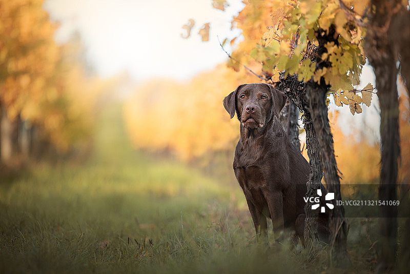 森林里一只巧克力色的拉布拉多犬的肖像图片素材
