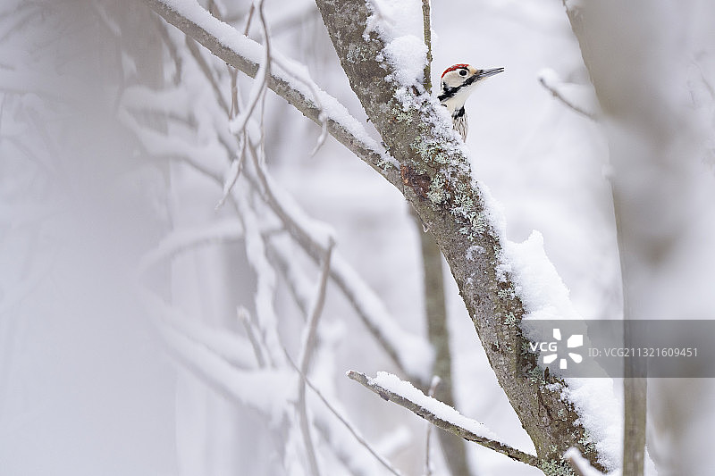 白背啄木鸟男性图片素材